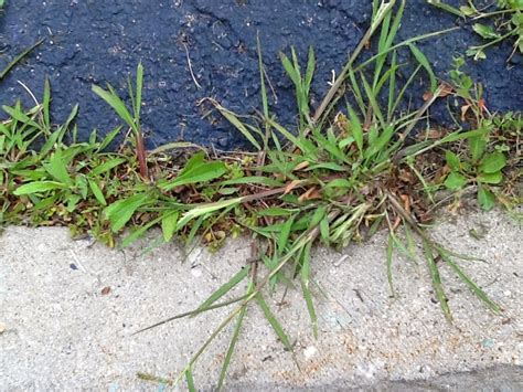 Lawndoctor Lawn Care Insights Crabgrass In The Lawn