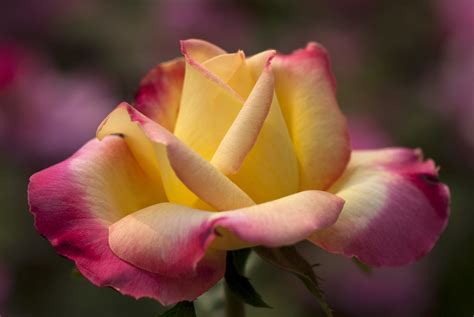 Hybrid Tea Rose Rosa Love And Peace Photo By Ivo M Verme The New