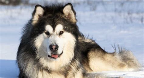 The Alaskan Malamute Fluffy Friend Or Super Sled Dog