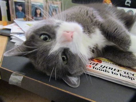 Diagnosing a case of feline stomach cancer can be undertaken in several ways. Single Celled Parasites of Cats | Soft paws, Cats, Cat health