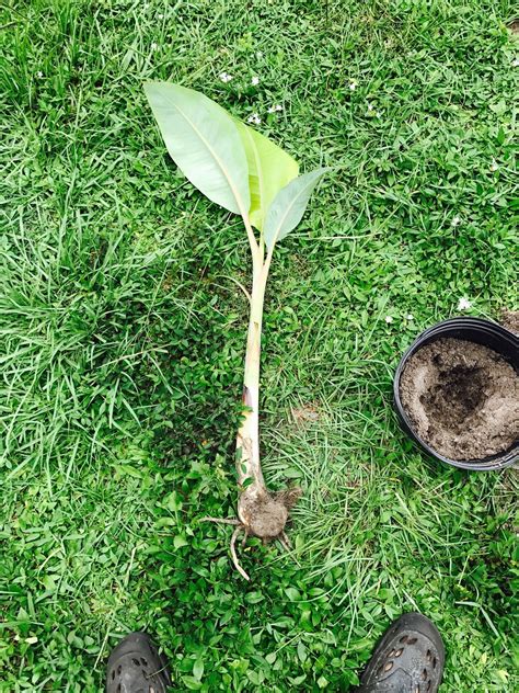 How To Dig Up A Banana Plant - Banana Poster