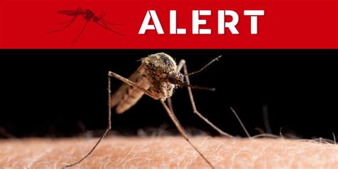 West Nile Virus Alert Macon Mosquito Abatement District