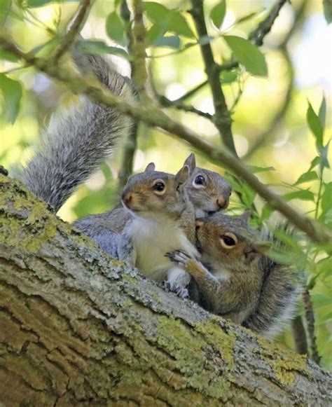 Squirrel Breeding Biology Courtship And Mating Chase Wildlife Online