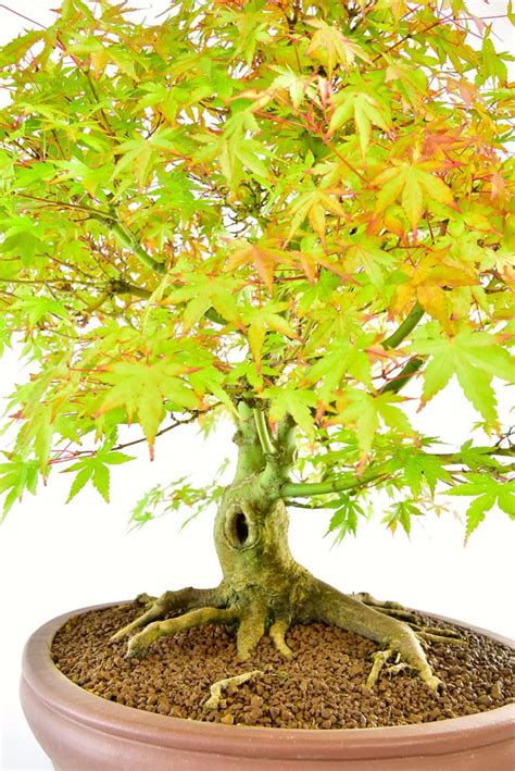 Incredible Specimen Japanese Maple Bonsai Acer Palmatum