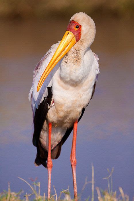 126 best birds shore birds long legs and beaks[herons ] images on pinterest herons long