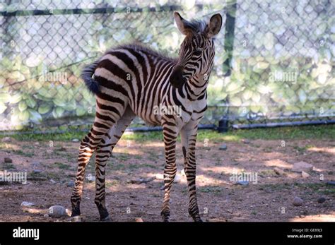 A Baby Zebra Adventuring Outside For The First Time Stock Photo Alamy