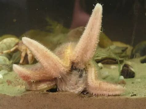 How Do Starfish Eat Bubbly Diver