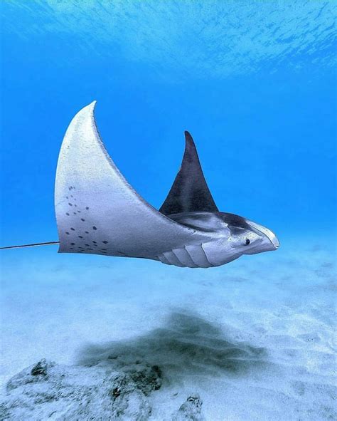 Manta Ray Gliding Past Underwater Animals Marine Animals Ocean