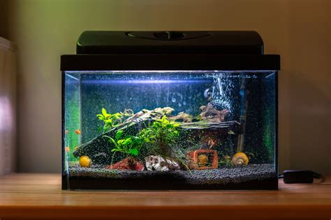 Comment Choisir Son Aquarium Maison Jardin