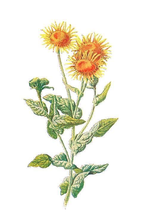 Antique Images Digital Botanical Download Of Vintage Flower Clip Art