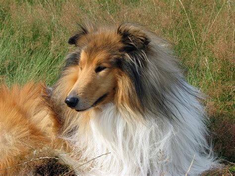 Chien Colley Rough Collie Photo Gratuite Sur Pixabay Pixabay