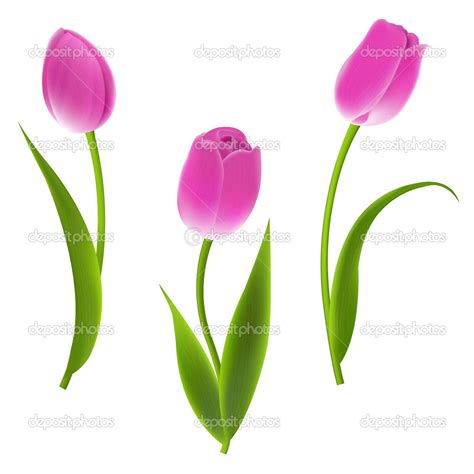 Tulipanes Rosa — Vector De Stock 43332673 — Depositphotos