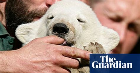 Famed Polar Bear Cub Gets Death Threat Environment The Guardian