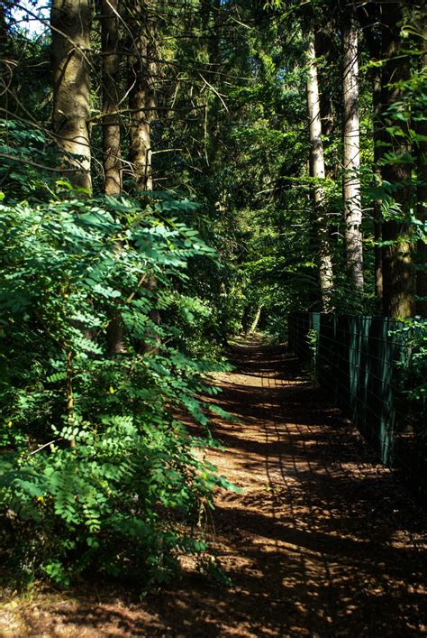 Free Images Landscape Tree Nature Path Branch Sunlight Leaf