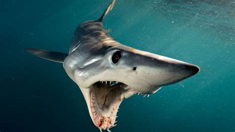 Take A Look At The Best Book For Shark Week Shark By Brian Skerry