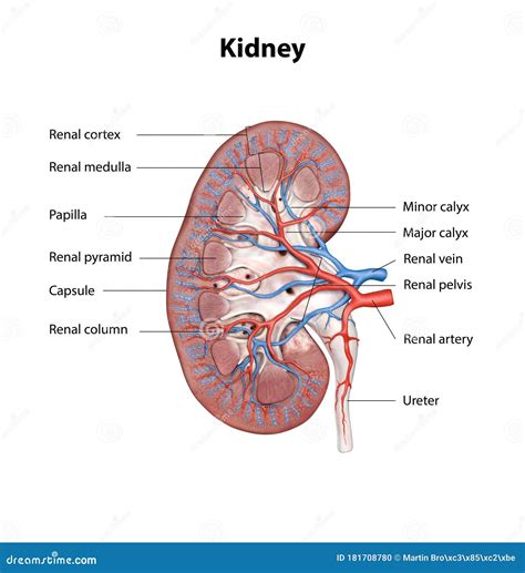 Anatomy Of The Renal System