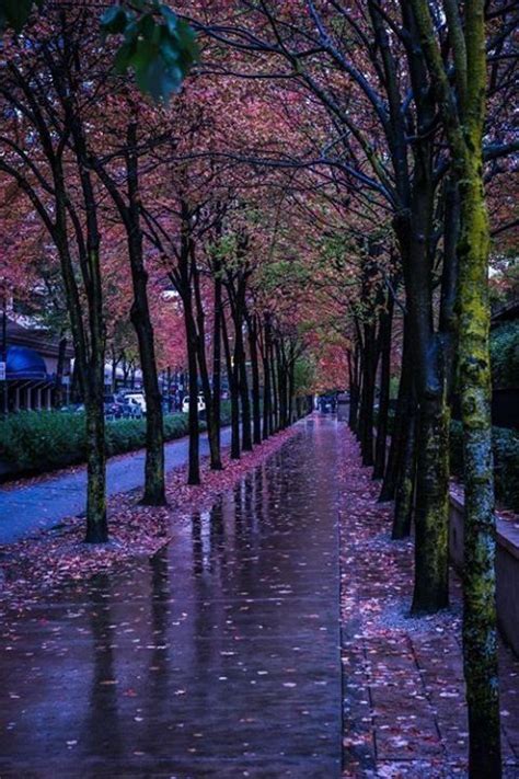 Autumn Rain By Mauricio R Rain Photography Landscape Photography