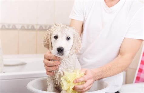 Wash Your Dog Without Harmful Ingredients Tail Blazers Pets Blog