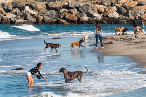 Le 7 Migliori Spiagge Per Cani Di San Diego 2023