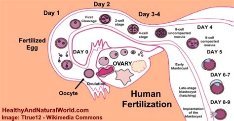 Early Signs Of Pregnancy 3 Days After Missed Period Pregnancywalls
