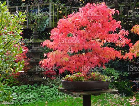 Japanese Maple Bonsai Trees With Red Autumn Leaves Stock