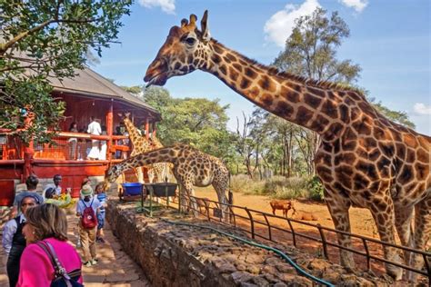 Giraffe Centre Nairobi Entry Fee And Tour Timings For Visiting Giraffe