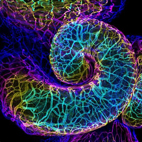 Mouse Oviduct Vasculature 2018 Photomicrography Competition Nikons