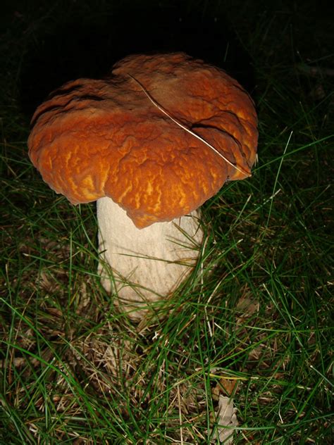 Norwegian Wood Retreat Wild Edible Mushroom