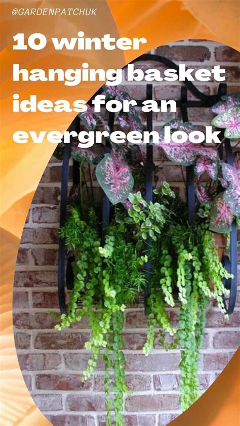 10 Winter Hanging Basket Ideas For An Evergreen Look Garden Patch
