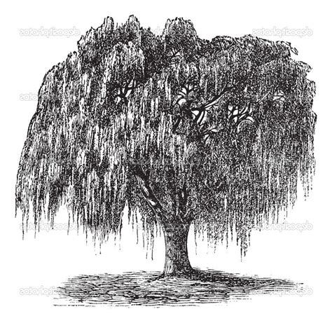 Check spelling or type a new query. black and white willow tree and a fox clipart 20 free ...
