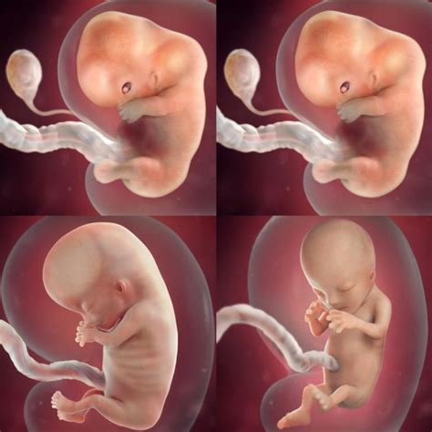 พัฒนาการทารกในครรภ์ 3 เดือน แม่ท้อง 3 เดือนลูกเป็นอย่างไร