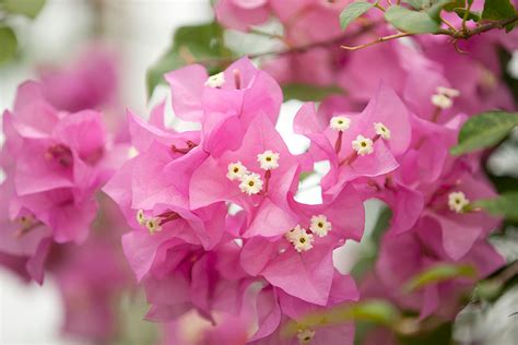 Vibrantly coloured bracts of bougainvillea brighten warm greenhouses and conservatory borders during the summer. » Morning Eye Candy: Conservatory Color | NYBG