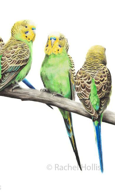 A4 Budgerigars Australian Birds Budgies Parrot Parakeet Print