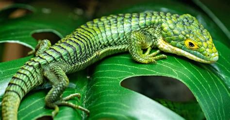 Mexican Alligator Lizard Animal Facts Abronia Graminea A Z Animals