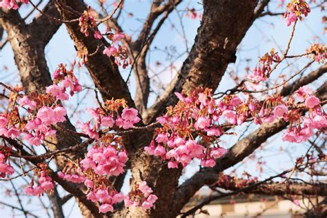 Toi Sakura Izu Shizuoka One Of The Earliest Blooming Cherry