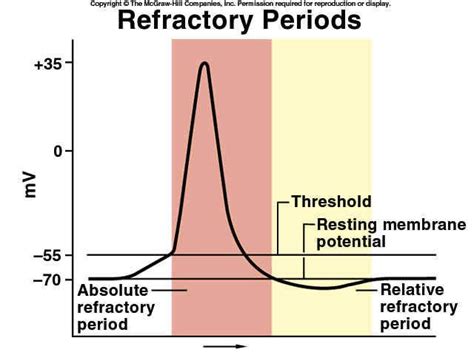 The Refractory Period Is A Period Of Resistance To Stimulation And The Two Phases Associated
