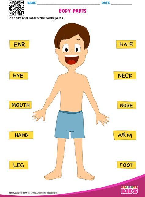 Preschool Science Body Parts Worksheets With Printable Helpful For