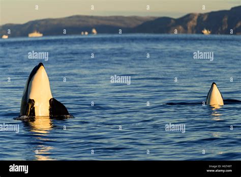 Two Orcas Hi Res Stock Photography And Images Alamy