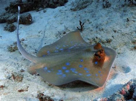 Blue Spotted Stingray Information And Picture Sea Animals