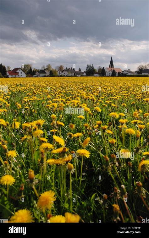 Dandelion Meadow In Front Of A Bavarian Village Stock Photo Alamy