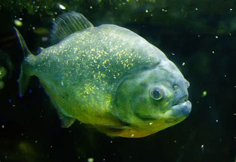 Filepiranha Fish Wikipedia