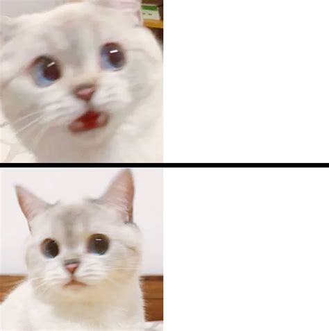 Cute Cat Scared But Ok Blank Template Imgflip