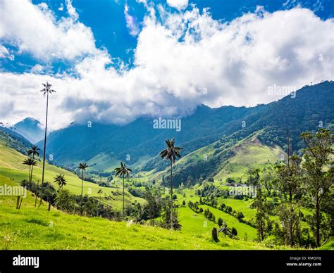Beautiful Day Hiking Scenery Of Valle Del Cocora In Salento Colombia