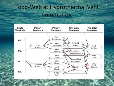 Food Web Of The Deep Sea