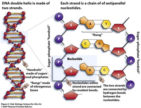 Double Helix Dna Replication Diagram Labeled