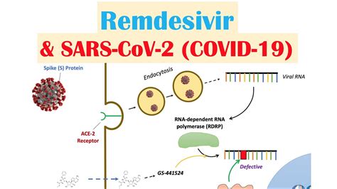 Sufficient time should be allowed for the drug to reach the site of action even when a slow circulation is present. Remdesivir & SARS-CoV-2 (COVID-19) | Mechanism of Action ...
