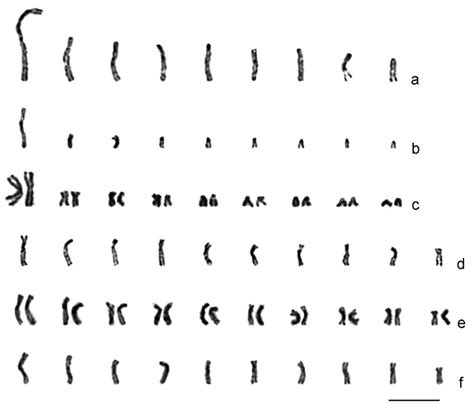 Karyograms Of Drosophila Parasitoids A Ganaspis Xanthopoda Haploid Download Scientific