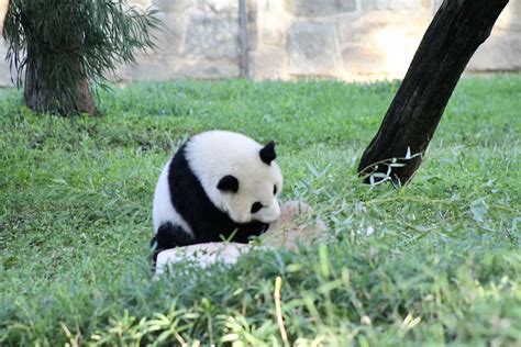 Giant Panda Cub Xiao Qi Ji Celebrates First Birthday At National Zoo