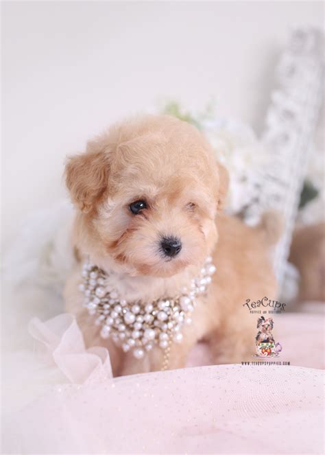 Contact us to place your name on our waiting list. Apricot Poodle Puppies | Teacups, Puppies & Boutique
