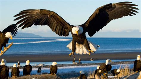 Fabulous And Amazing Eagle Wallpapers In Hd For More Wallpapers Just